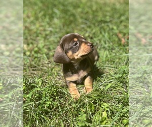 Chiweenie Puppy for sale in PURCELLVILLE, VA, USA