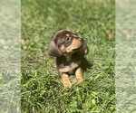 Small Photo #1 Chiweenie Puppy For Sale in PURCELLVILLE, VA, USA
