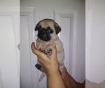 Small Photo #1 Pug Puppy For Sale in VICTORIA, TX, USA