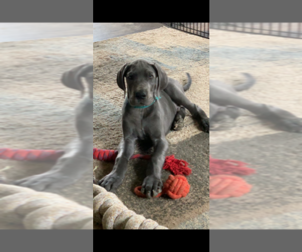 Medium Photo #2 Great Dane Puppy For Sale in ROAMING SHORES, OH, USA