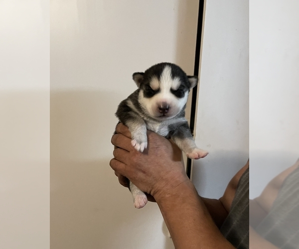 Medium Photo #1 Siberian Husky Puppy For Sale in ARLINGTON, VT, USA