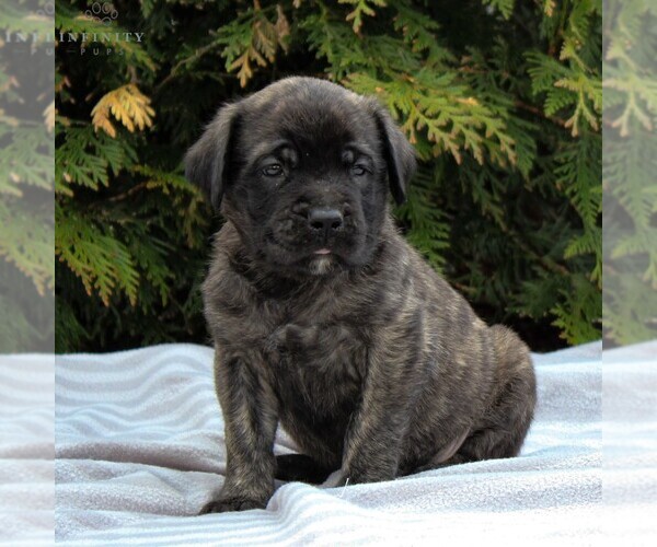 Medium Photo #1 Mastiff Puppy For Sale in MORGANTOWN, PA, USA