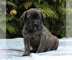 Small Photo #1 Mastiff Puppy For Sale in MORGANTOWN, PA, USA