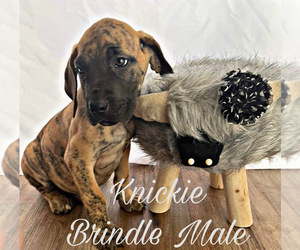 Great Dane Puppy for sale in SALTVILLE, VA, USA