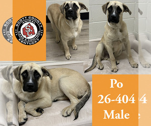 Mutt Dogs for adoption in Georgetown, KY, USA