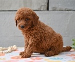 Small #3 Poodle (Miniature)