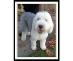 Small Photo #1 Sheepadoodle Puppy For Sale in RIALTO, CA, USA