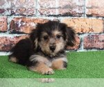 Small Photo #1 Morkie Puppy For Sale in BEL AIR, MD, USA