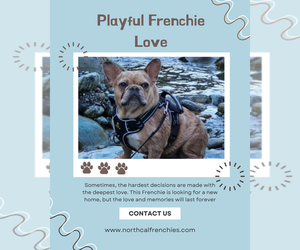 French Bulldog Puppy for sale in SACRAMENTO, CA, USA