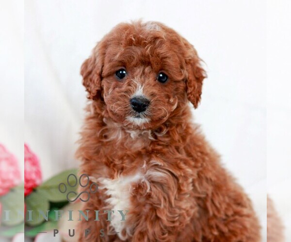 Medium Photo #4 Cavapoo (Miniature) Puppy For Sale in LITITZ, PA, USA