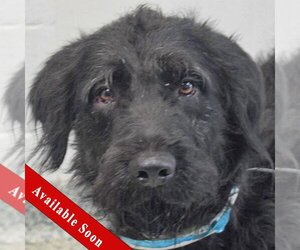 Irish Wolfhound-Unknown Mix Dogs for adoption in Huntley, IL, USA