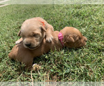 Small #12 Golden Retriever
