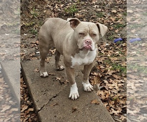 American Bully Puppy for sale in QUINLAN, TX, USA