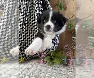 Australian Shepherd Puppy for sale in BRUSH, CO, USA