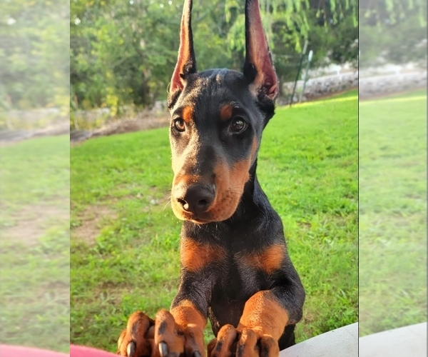 Medium Photo #13 Doberman Pinscher Puppy For Sale in FORT LAUDERDALE, FL, USA