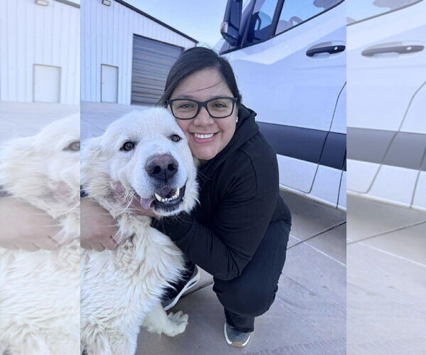 Medium Photo #6 Great Pyrenees-Unknown Mix Puppy For Sale in Grafton, WI, USA