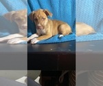 Puppy 2 American Pit Bull Terrier-Siberian Husky Mix