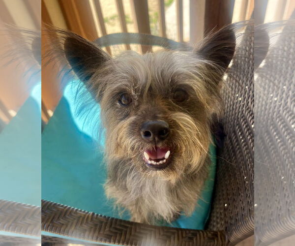 Medium Photo #3 Mutt Puppy For Sale in Lancaster, CA, USA