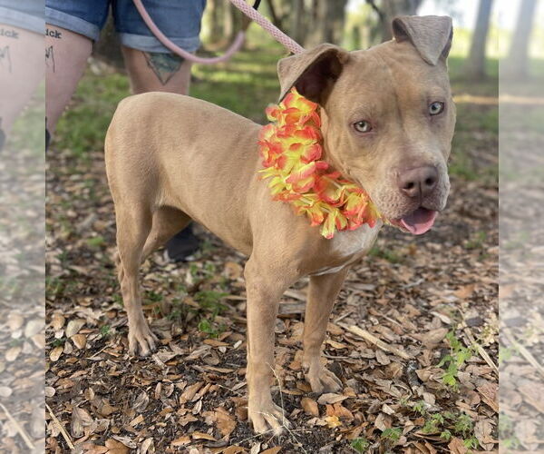 Medium Photo #2 Mutt Puppy For Sale in Fort Pierce, FL, USA