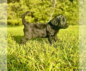 Labradoodle Puppy for sale in PICAYUNE, MS, USA