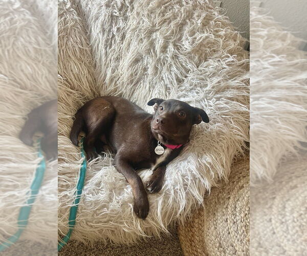 Medium Photo #17 Mutt Puppy For Sale in Candler, NC, USA