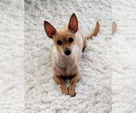 Small #16 Chihuahua
