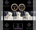 Small #1 Maltese