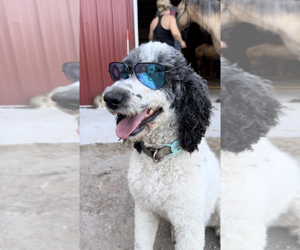 Medium Photo #1 Bernedoodle (Miniature) Puppy For Sale in PRAIRIE VIEW, KS, USA