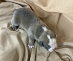 Small Photo #16 Olde English Bulldogge Puppy For Sale in CHETEK, WI, USA