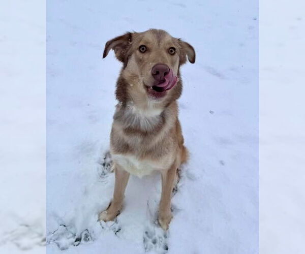 Medium Photo #3 Siberian Husky-Unknown Mix Puppy For Sale in Muskegon, MI, USA