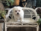 Small Photo #2 Maltese Puppy For Sale in LOS ANGELES, CA, USA