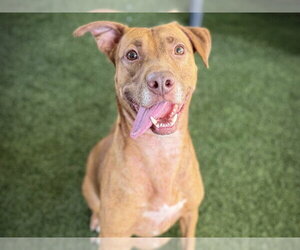ANNIE - Female Unknown-Vizsla Mix Dog for Adoption - Photo #3