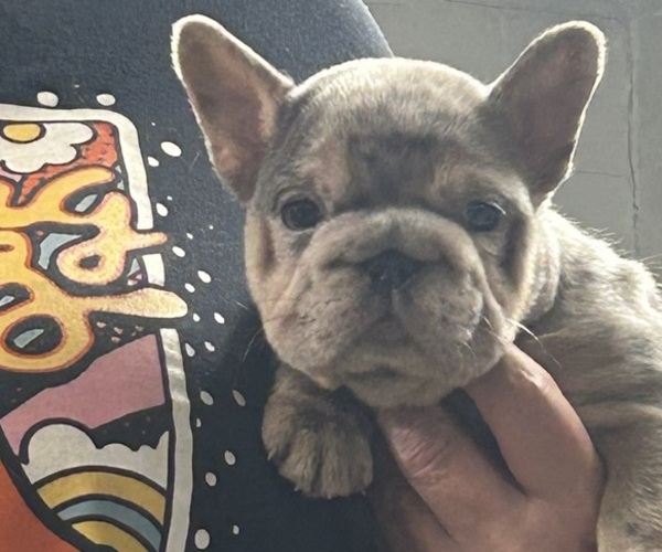 Medium Photo #1 French Bulldog Puppy For Sale in GRIFFIN, GA, USA