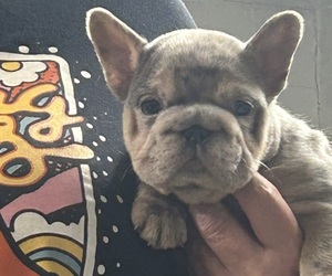 French Bulldog Puppy for Sale in GRIFFIN, Georgia USA
