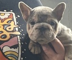 Small French Bulldog
