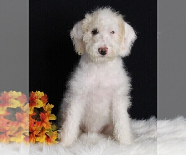 Medium Photo #1 Labradoodle Puppy For Sale in FREDERICKSBURG, OH, USA