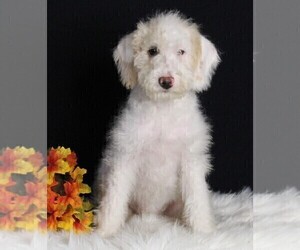 Labradoodle Puppy for Sale in FREDERICKSBURG, Ohio USA