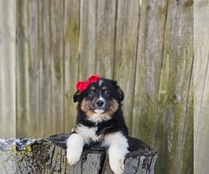 Australian Shepherd Puppy for sale in INDIANAPOLIS, IN, USA