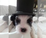 Puppy Scout Shih Tzu