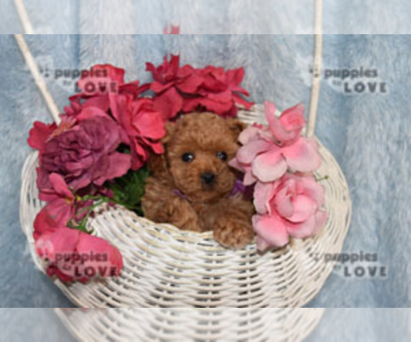 Medium Photo #12 Poodle (Toy) Puppy For Sale in SANGER, TX, USA
