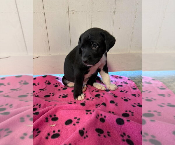 Medium Photo #1 Great Dane Puppy For Sale in Bullard, TX, USA