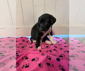 Great Dane Dogs for adoption in Bullard, TX, USA