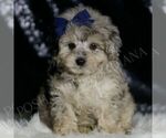 Puppy Bandit Maltipoo
