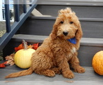 Small #3 Goldendoodle (Miniature)