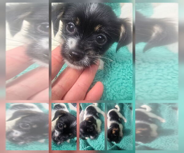 Medium Photo #6 Shorkie Tzu Puppy For Sale in LEBANON, OR, USA