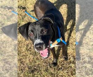 Boxer-Unknown Mix Dogs for adoption in Louisville, KY, USA