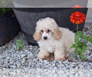 Maltese-Maltipoo Mix Puppy for sale in BARNESVILLE, KS, USA