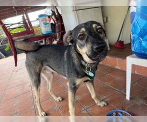 Gerberian Shepsky Dogs for adoption in Miami, FL, USA