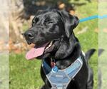 Small #1 Labrador Retriever Mix