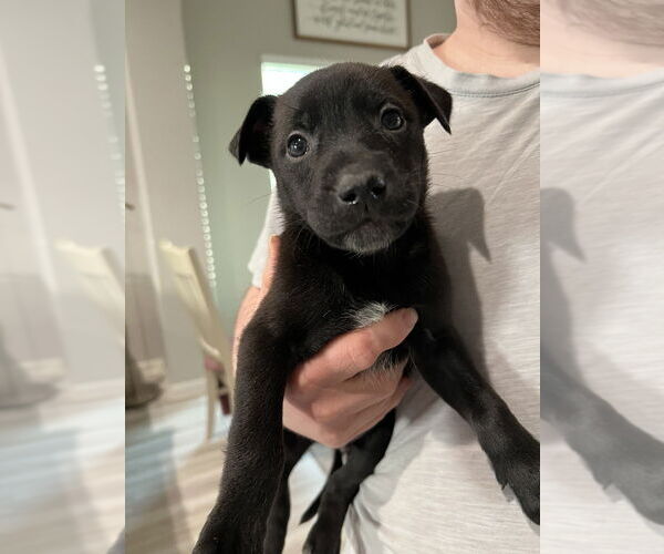 Medium Photo #2 German Shepherd Dog-Unknown Mix Puppy For Sale in Brewster, NY, USA